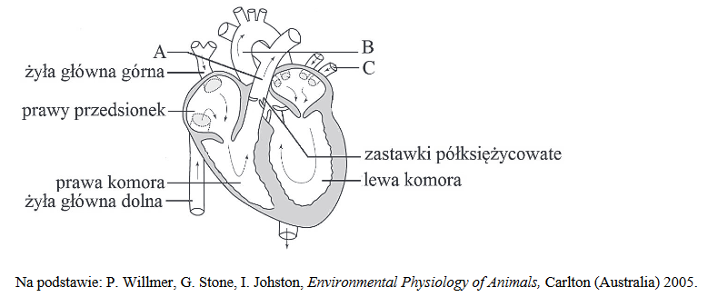 Na schemacie przedstawiono budowę serca człowieka i kierunek przepływu Na Rysunku Przedstawiono Budowę Serca