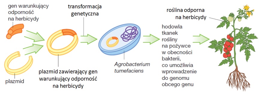 Uporządkuj Informacje Dotyczące Symbiozy I Protokooperacji