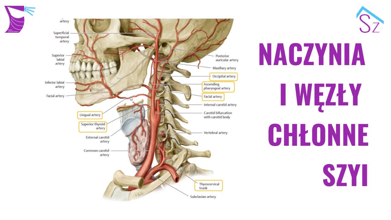Naczynia i Węzły Chłonne Szyi - YouTube Gdzie Znajduja Sie Wezly Chlonne Podostrogowe