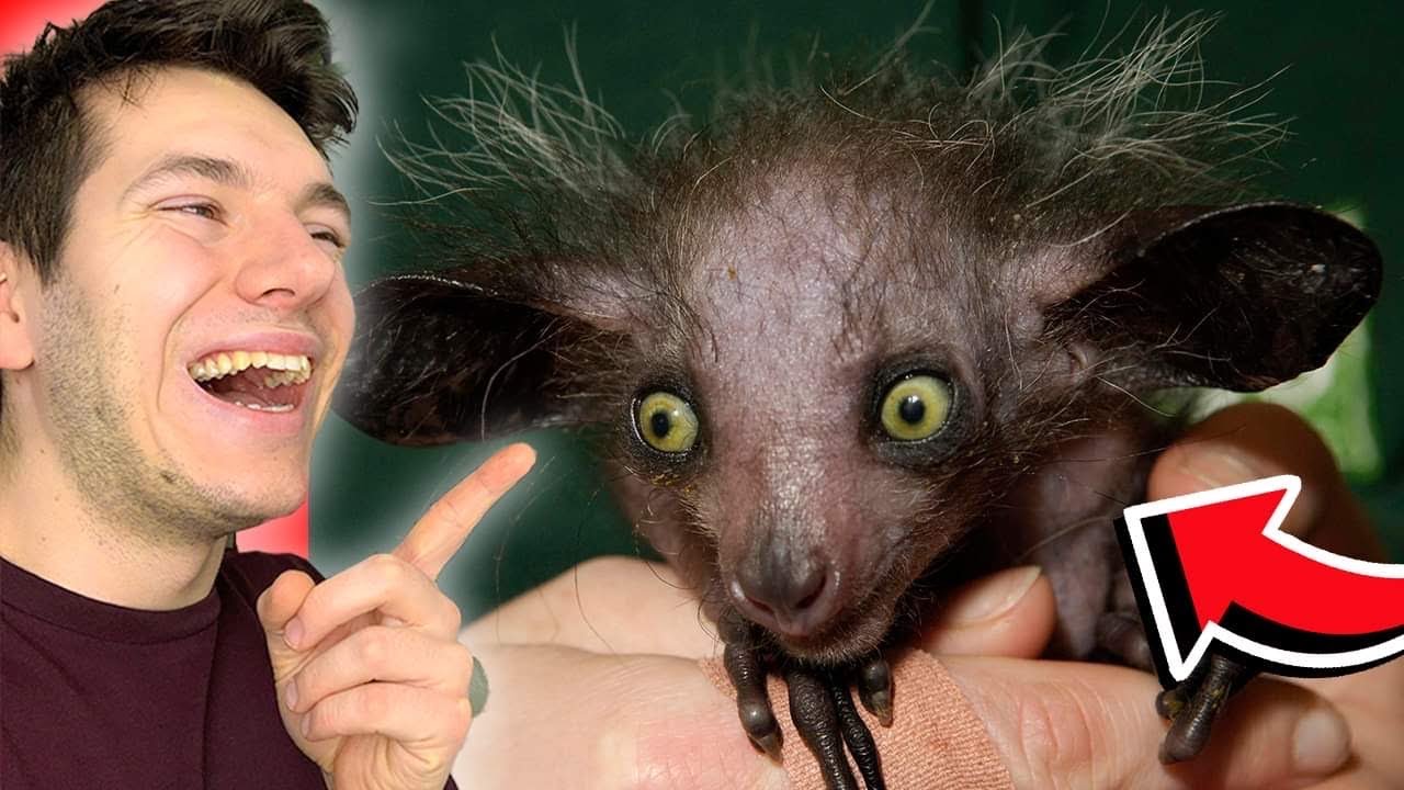 Jakie Są Zwierzęta W Puszczy Białowieskiej