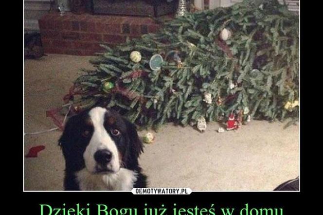 Najlepsze MEMY o świętach Bożego Narodzenia. Wszyscy znacie te sytuacje Memy O Swietach Bozego Narodzenia