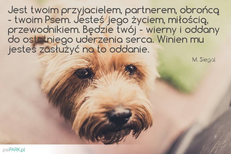 Najpiękniejsze cytaty o psach [GALERIA] - psiPARK.pl Słodkie Cytaty O Przyjaźni Damsko Męskiej