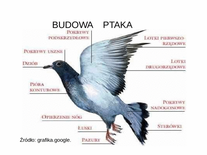 Narząd Wymiany Gazowej U Gadów Narzad Wymiany Gazowej U Gadow