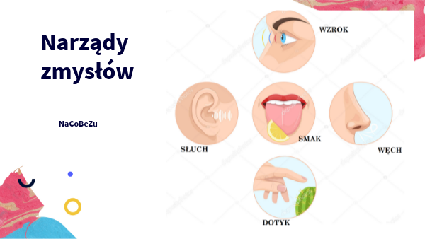 Narządy zmysłów Narzady Zmyslow Test