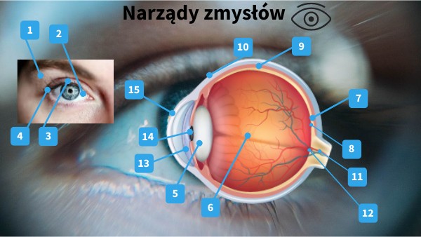 Narządy zmysłów Narzady Zmyslow Sprawdzian