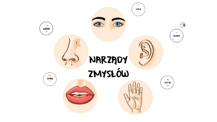 Narzady Zmyslow