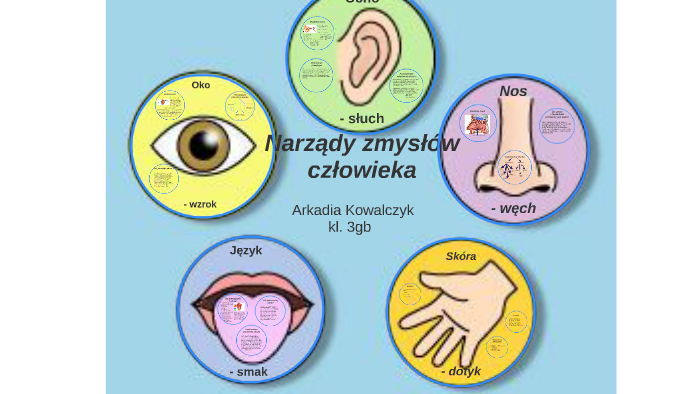 Narządy zmysłów by Arkadia Kowalczyk on Prezi Narzady Zmyslow