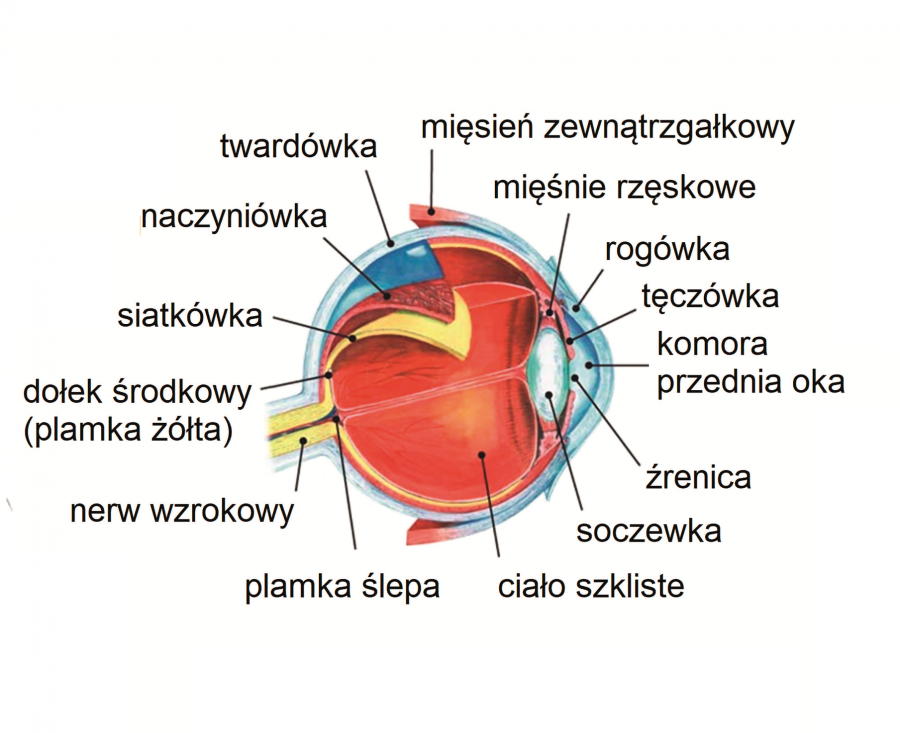 Narządy zmysłów - Mapy, plansze szkolne, językowe, interaktywne Narzady Zmyslow