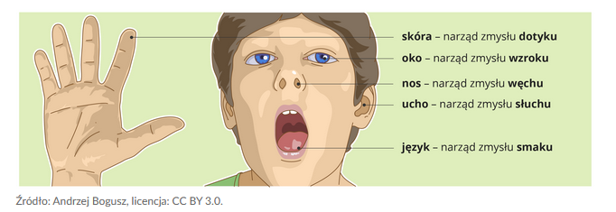 Narządy Zmysłów Test Klasa 7 - Margaret Wiegel Narzady Zmyslow Test