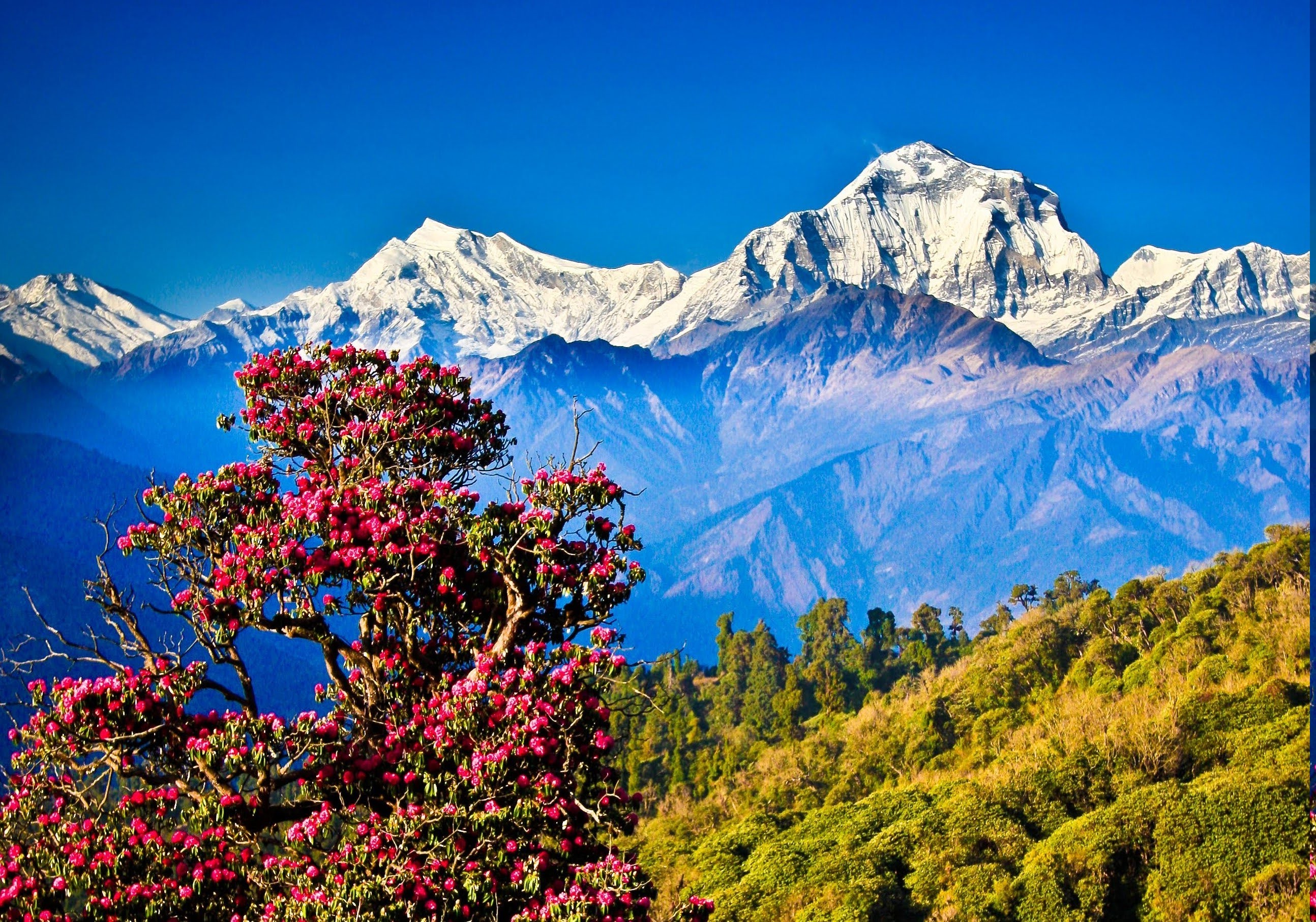 Nepal, Himalayas, Mountain, Nature, Landscape, Hill, Trees Wallpapers Krajobraz Wysokogórski Himalajów