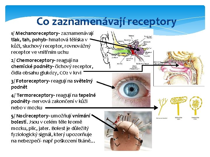 Receptory Węchu Znajdują Się W