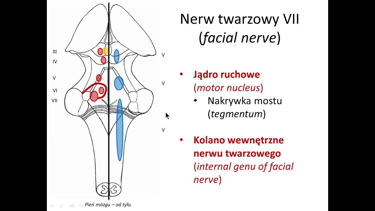 Nerw twarzowy VII (wstęp) - YouTube Konflikt Naczyniowo Nerwowy Szumy Uszne
