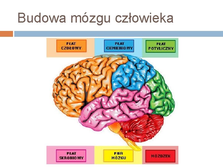 NEURODYDAKTYKA I JEJ ZNACZENIE W PROCESIE NAUCZANIA UCZENIA Neurodydaktyka Czyli Neurony W Szkolnej ławce Blog