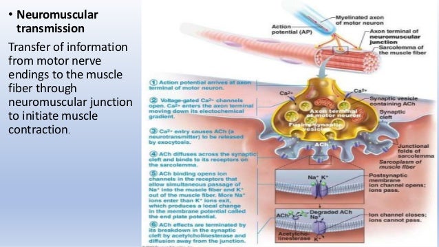 Neuromuscular junction and Neuromuscular transmission Focus Figure 9 8 Events At The Neuromuscular Junction