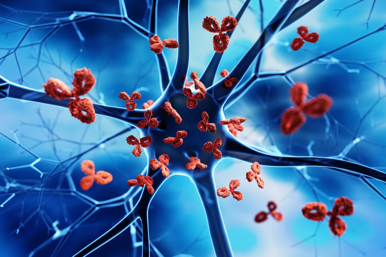 Newly created protein a step toward preventing autoimmune disorders | Hub Czy Alergia To Choroba Autoimmunologiczna