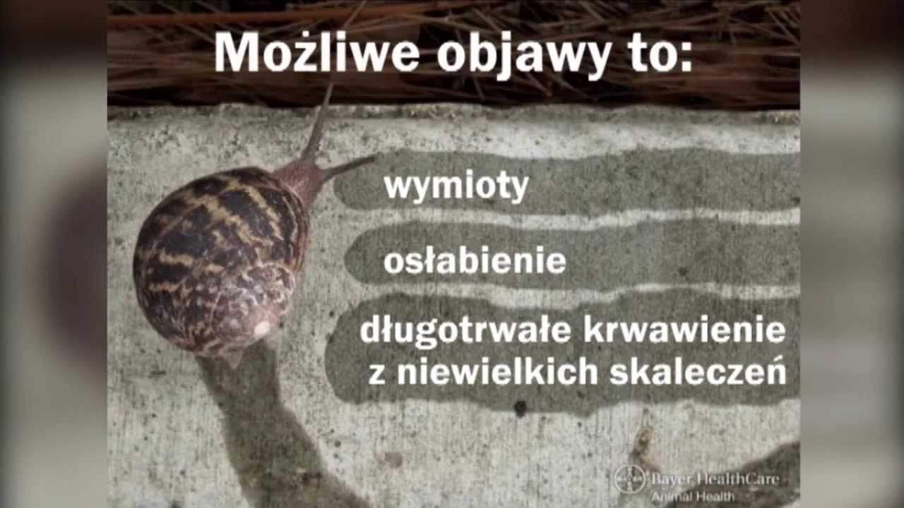 Nicienie Płucne U Psa Leczenie
