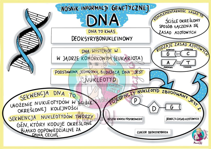 Nośnik Informacji Genetycznej Dna Klasa 8