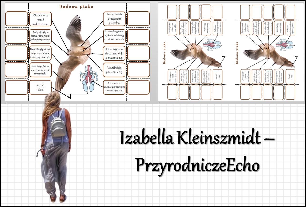 Notatka okienkowa „Budowa ptaka”, „Ptaki-kręgowce zdolne do lotu” w pdf Sprawdzain Z Biologii Klasa 6 Dzial Kregowce Stalocieplne
