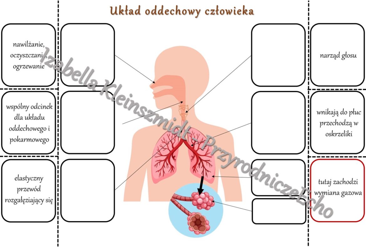 Notatka okienkowa „Budowa układu oddechowego”. Przyroda 4 / Biologia 7 Przyroda Klasa 4 Układ Oddechowy