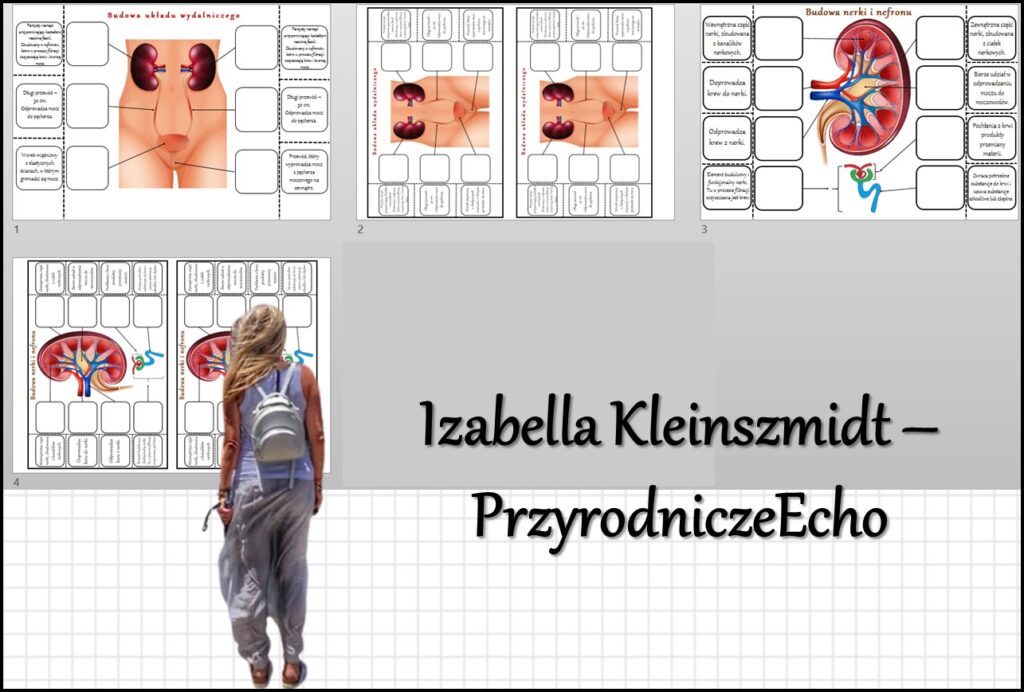 Notatka okienkowa „Budowa układu wydalniczego”, „Budowa nerki”, „Budowa Sprawdzian Biologia Klasa 7 Uklad Wydalniczy