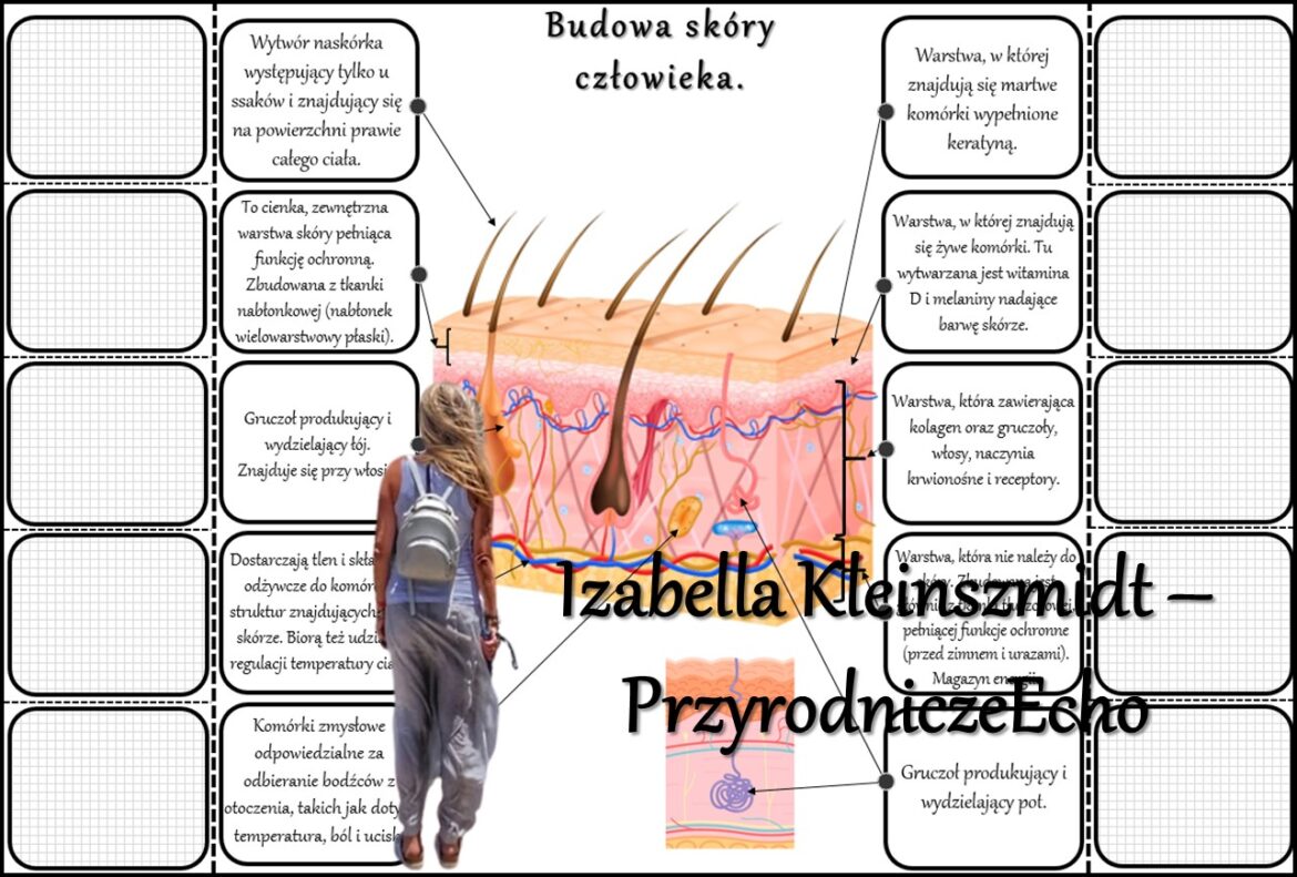 Notatka okienkowa/stacja zadaniowe/notatka/notatka graficzna/karta Budowa I Funkcje Skóry Notatka