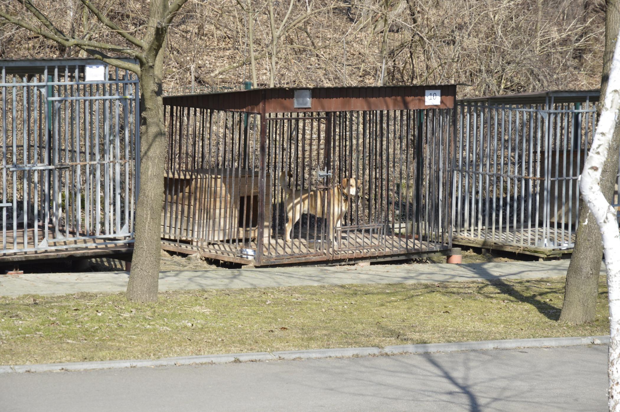 Schronisko Dla Psów Wesoły Kundelek Lesko