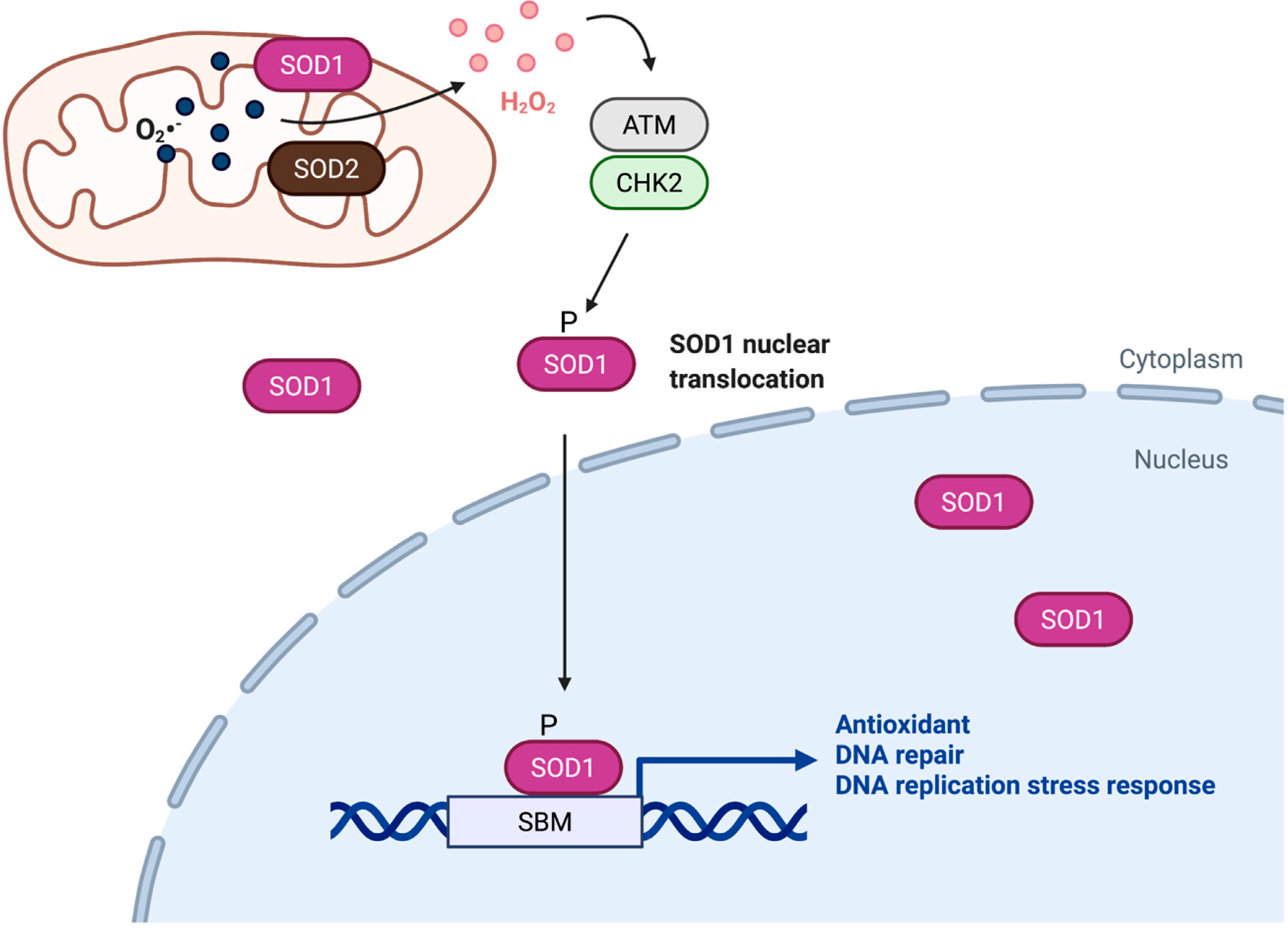 Nuclear SOD1 in Growth Control, Oxidative Stress Response, Amyotrophic Doświadczenie Z Sodą I Octem Wnioski