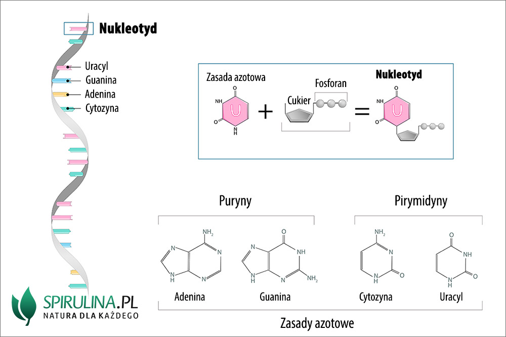 Nukleotyd - algi Spirulina i Chlorella Z Czego Zbudowany Jest Nukleotyd