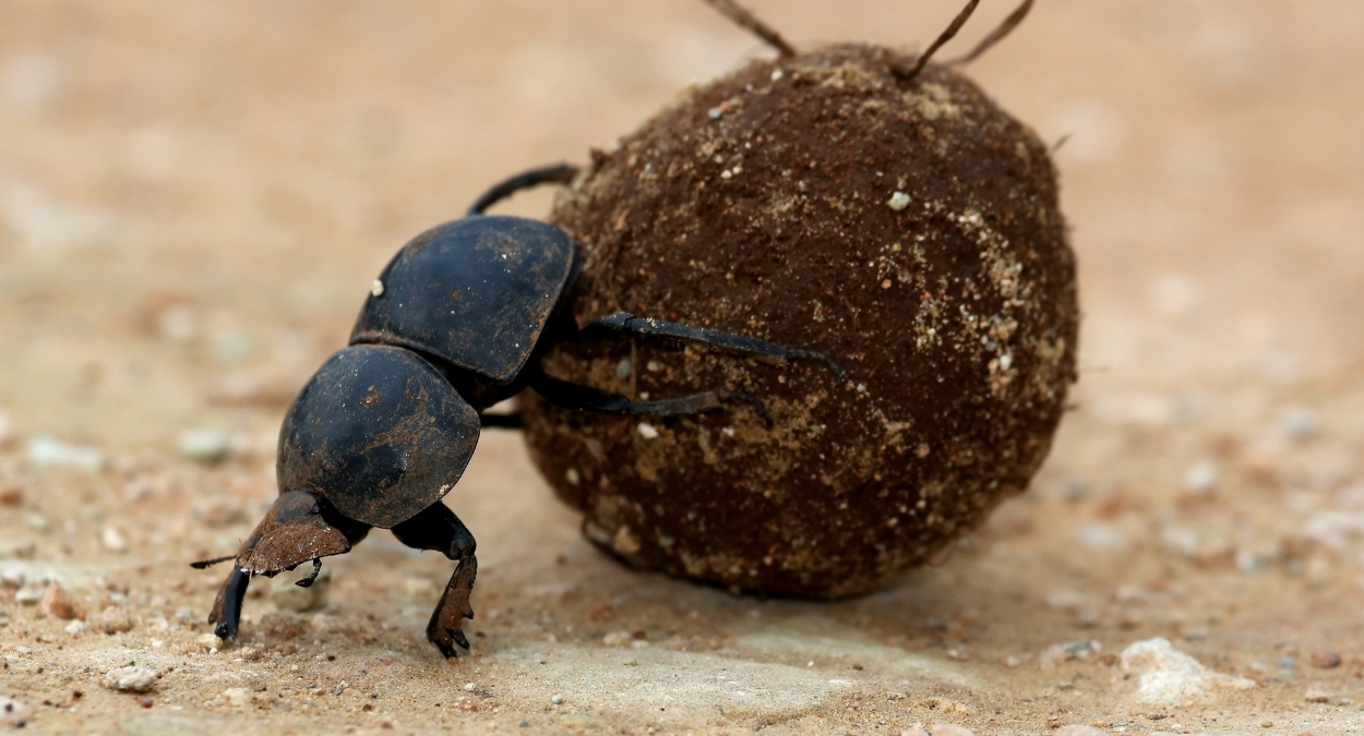 O Fascinante Besouro Rola-Bosta: Um Herói Silencioso da Natureza Rola Ojca W Rozwoju Dziecka