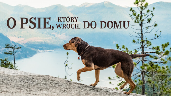 O Psie Który Wrócił Do Domu Netflix