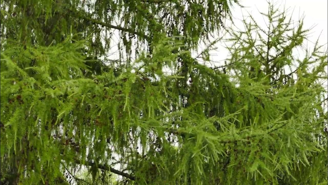 Deszcz To Wyjatkowo Obfity Opad Ktory Moze Doprowadzic Do Powodzi