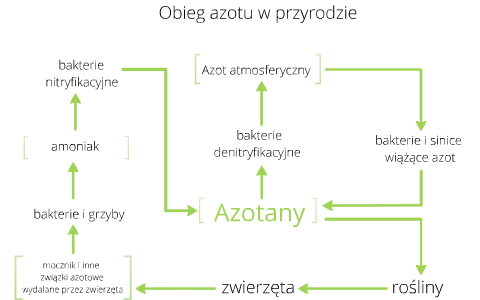 Obieg azotu w przyrodzie by rafał kasprzycki on Prezi Obieg Azotu I Węgla W Przyrodzie