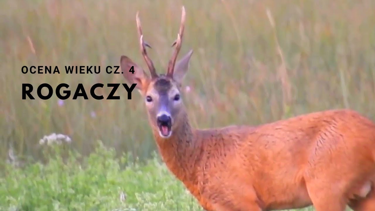 Ocena wieku rogaczy - Część 4 - YouTube Ocena Wieku Jelenia Byka Po Uzebieniu?adlt=strict