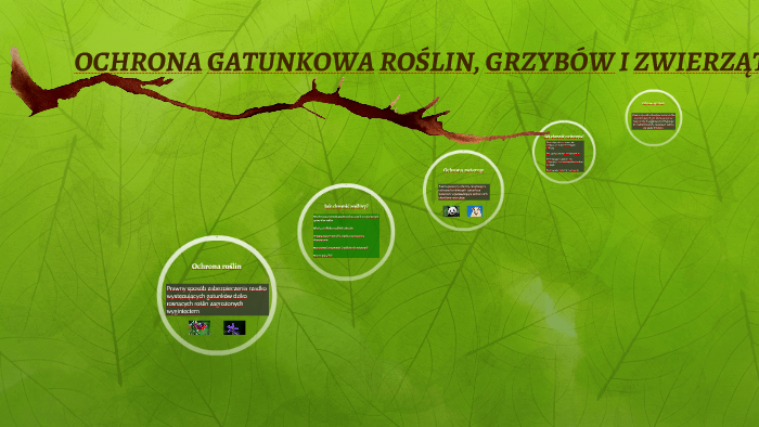 OCHRONA GATUNKOWA ROŚLIN, GRZYBÓW I ZWIERZĄT by Filip Orliński on Prezi Ochrona Gatunkowa Roslin Zwierzat I Grzybw