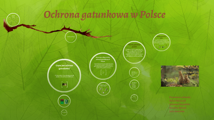 Ochrona Gatunkowa W Polsce Obejmuje Czesciowa Lub Scisla Ochrona Gatunku