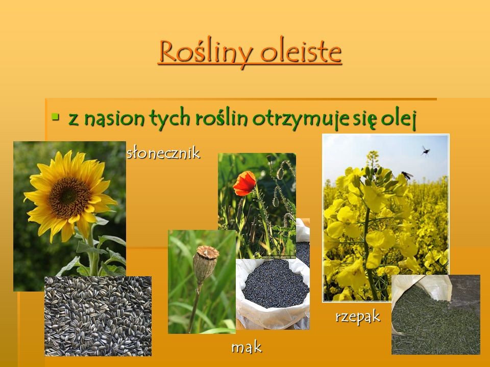 Rośliny Zbożowe Okopowe Oleiste I Włókniste Klasa 3