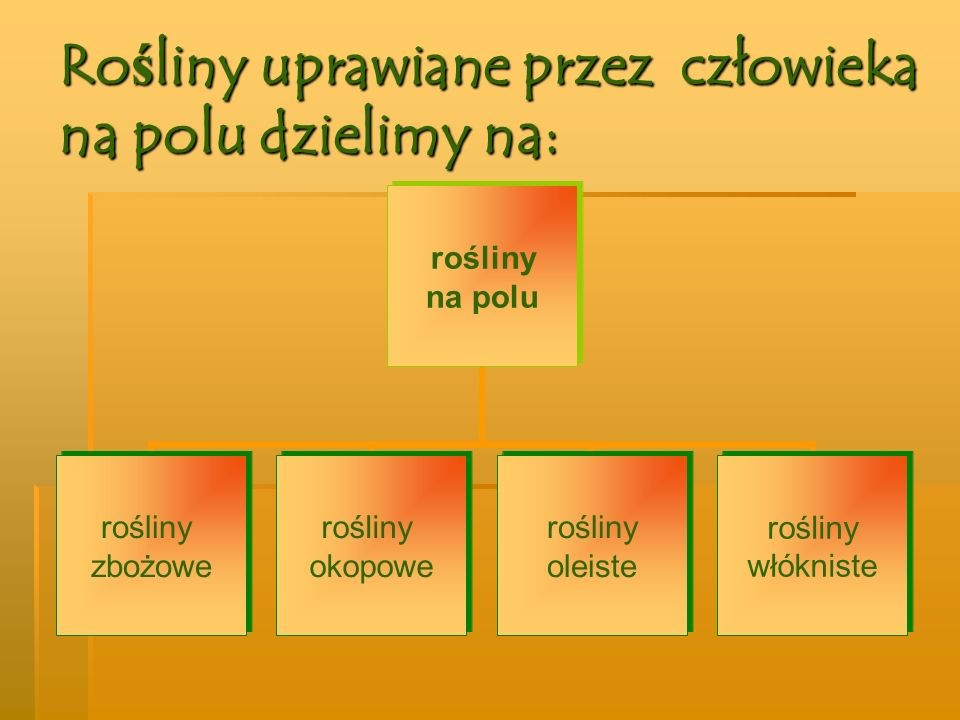 OD BURAKA DO LIZAKA - zajecia3 Rośliny Zbożowe Okopowe Oleiste I Włókniste Klasa 3