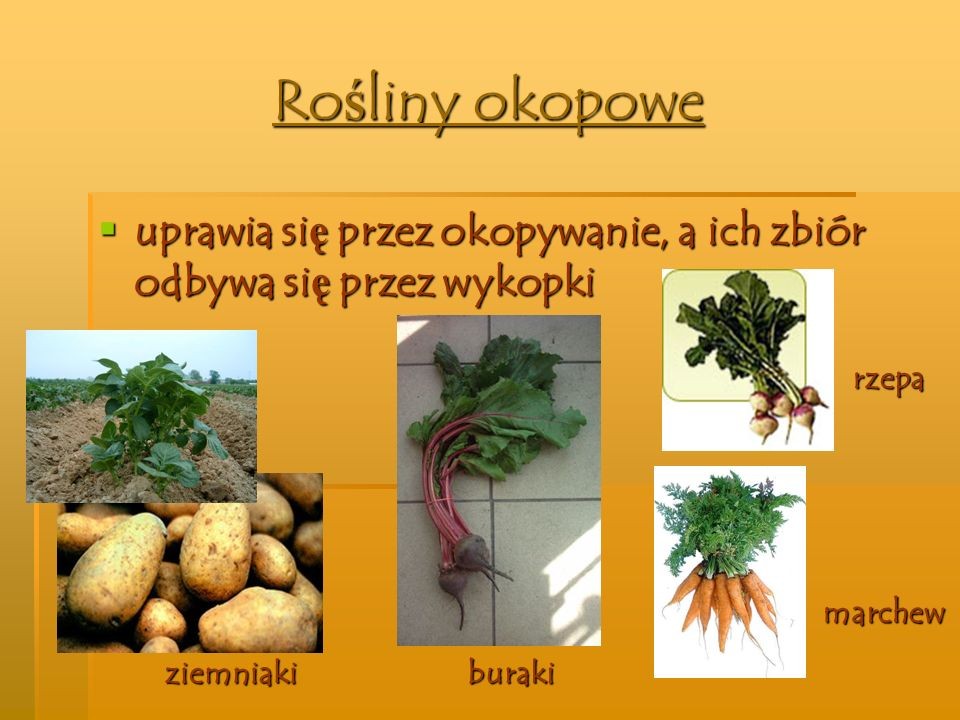 OD BURAKA DO LIZAKA - zajecia3 Rośliny Zbożowe Okopowe Oleiste I Włókniste Klasa 3