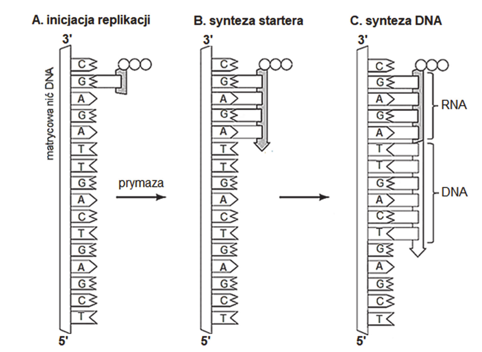 Od Genu Do Cechy Powtórzenie Biologia Na Czasie - Margaret Wiegel Od Genu Do Cechy Powtorzenie Biologia Na Czasie