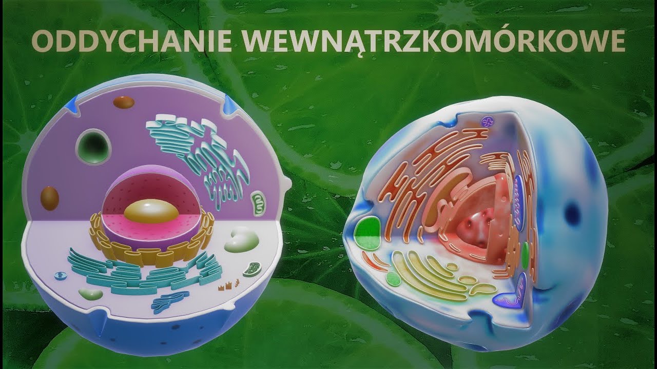 Oddychanie komórkowe - MATURA ROZSZERZONA BIOLOGIA - YouTube Oddychanie Komórkowe Zachodzi W