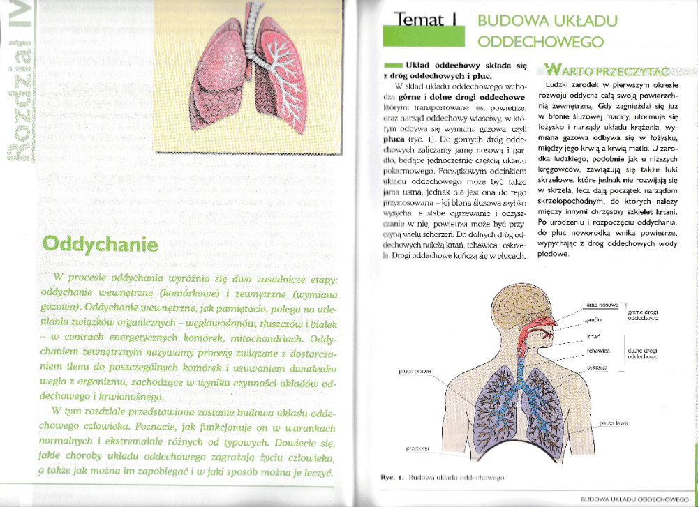 Na Czym Polega Oddychanie Komórkowe