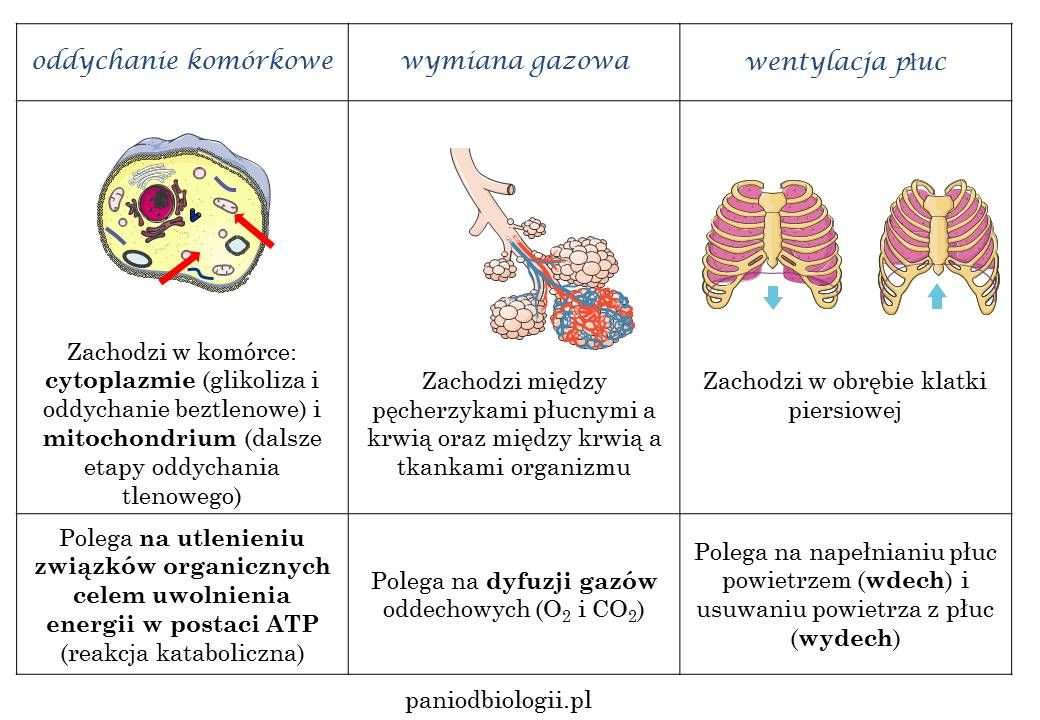 Schemat Oddychania Komórkowego