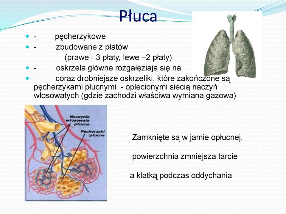 ODDYCHANIE. Taka wymiana gazowa między organizmem a otoczeniem nazywana Wyjasnij Zaleznosc Miedzy Wymiana Gazowa A Oddychaniem Komorkowym