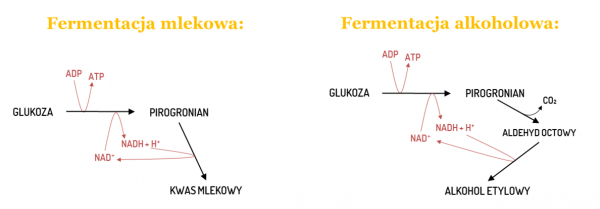 Oddychanie Tlenowe i Beztlenowe. Porównanie, Fermentacja - Kursy W Jakiej Części Komórki Zachodzi Oddychanie Tlenowe I Fermentacja