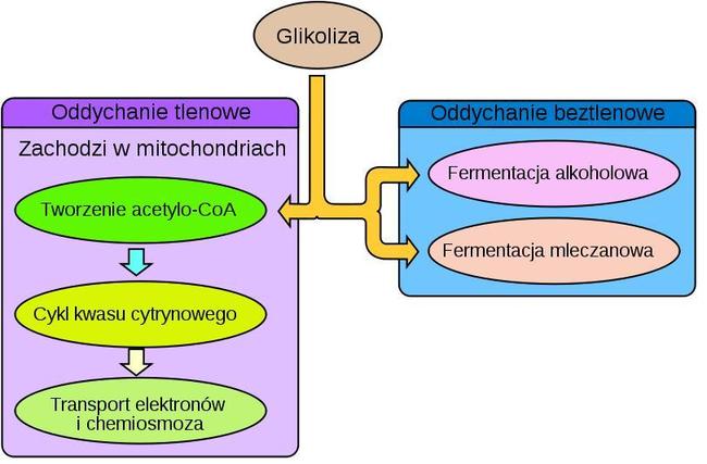 Oddychanie wewnątrzkomórkowe W Jakiej Części Komórki Zachodzi Oddychanie Tlenowe I Fermentacja