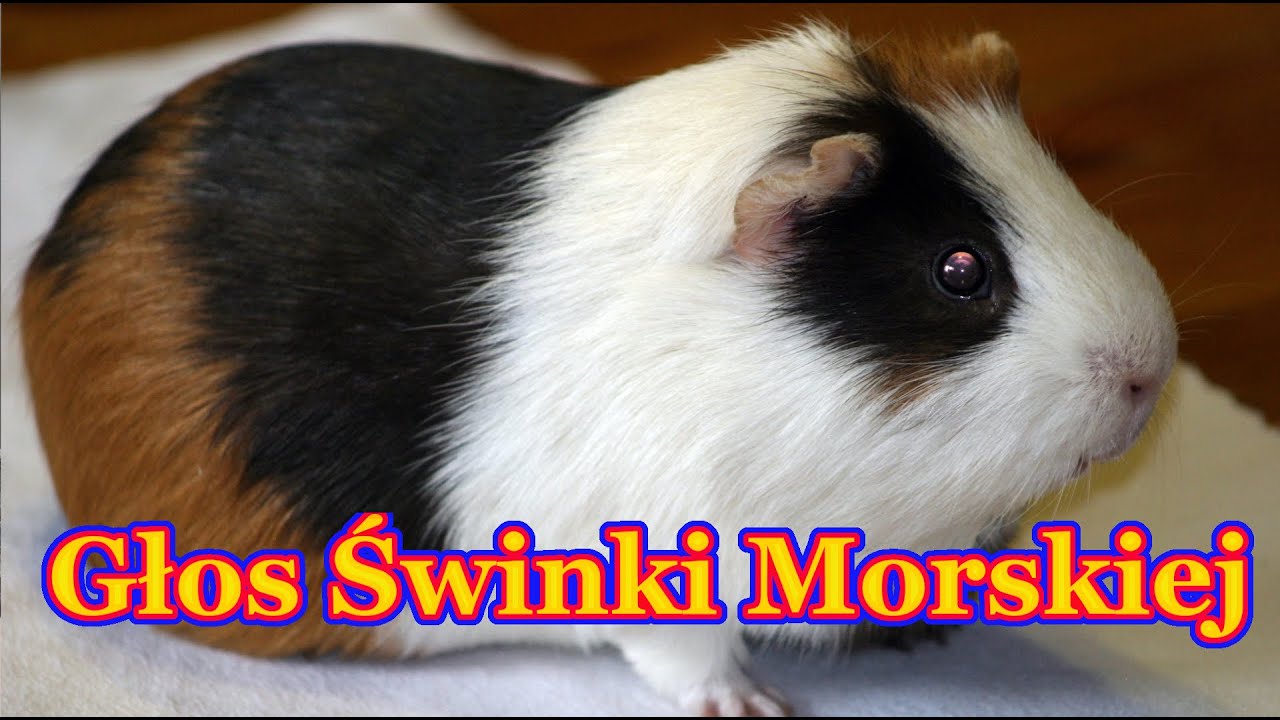 Odgłosy Świnki Morskiej - Dźwięki jakie wydaje Świnka Morska - YouTube Dzwieki Wydawane Przez Swinki Morskie