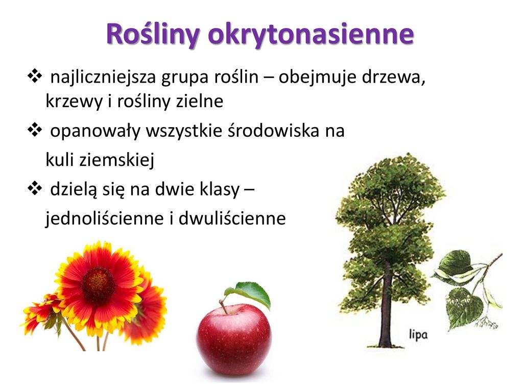 Odkrywamy tajemnice świata roślin i grzybów - ppt pobierz Okrytonasienne To Najliczniejsza I Najbardziej Zroznicowana Grupa Roslin