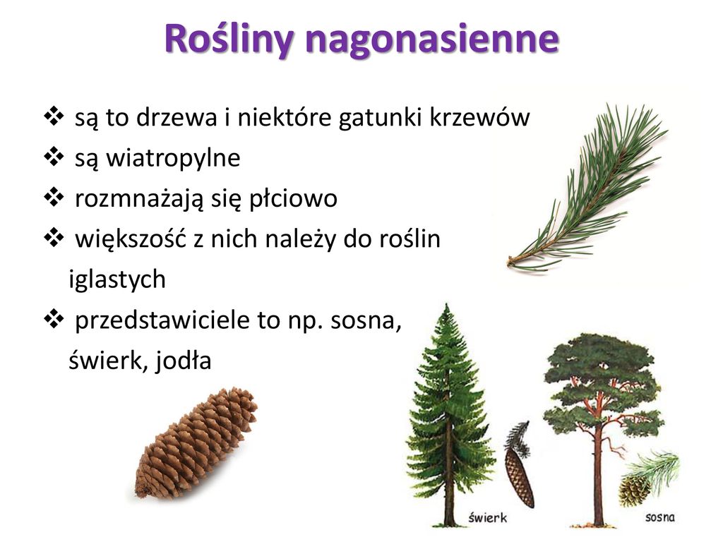 Odkrywamy tajemnice świata roślin i grzybów - ppt pobierz Jakie Sa Rosliny Nagonasienne