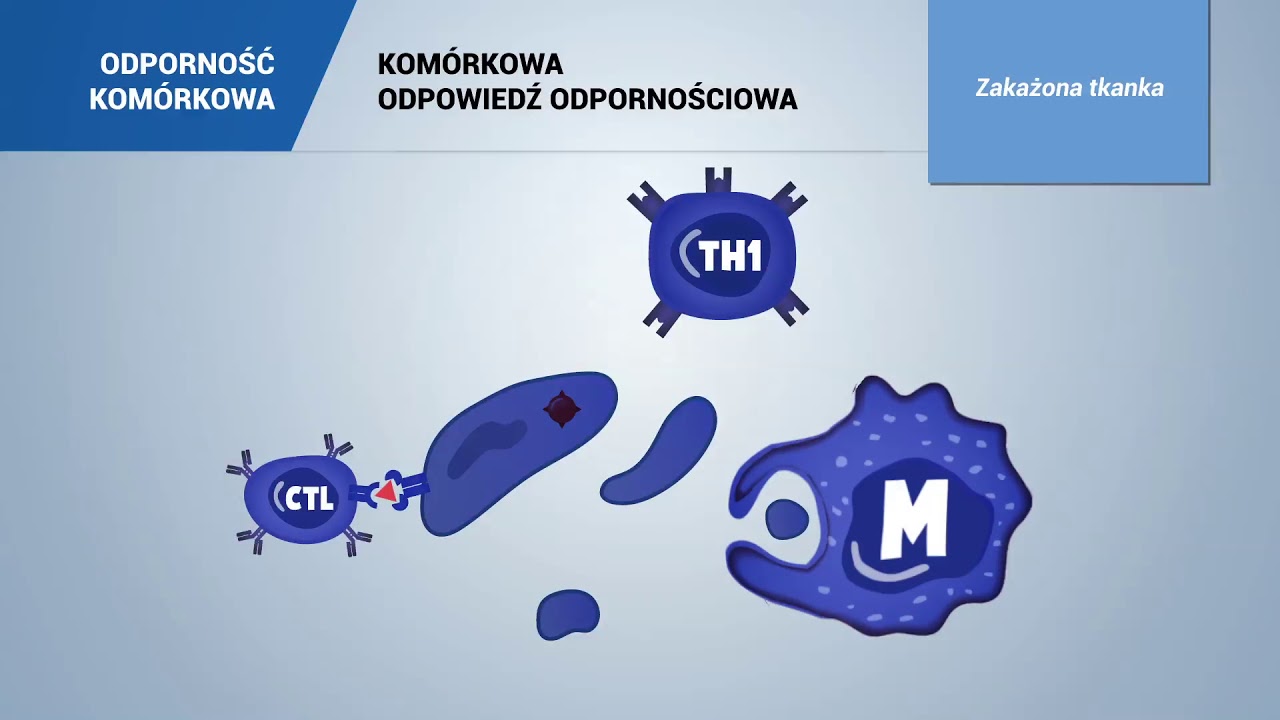 Subpopulacja Limfocytów Co To Jest