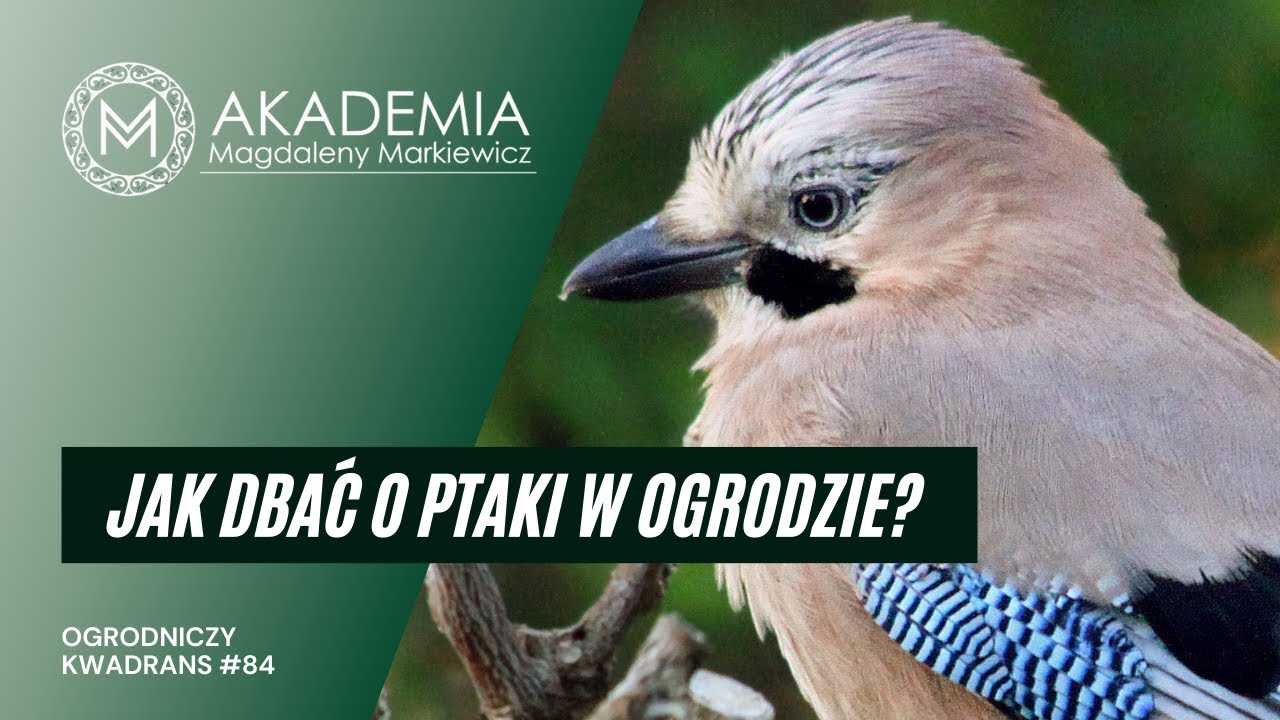 Ogrodniczy Kwadrans #85. Jak dbać o ptaki w ogrodzie jesienią i zimą Dlaczego Ptaki Opuszczają Polskę Jesienią